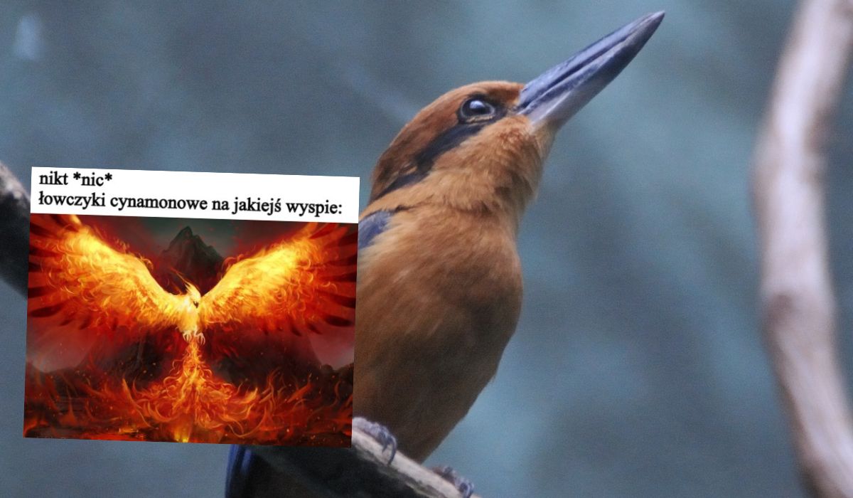 Udało się odtworzyć łowczyki cynamonowe, które były już uznane za gatunek wymarły w naturze