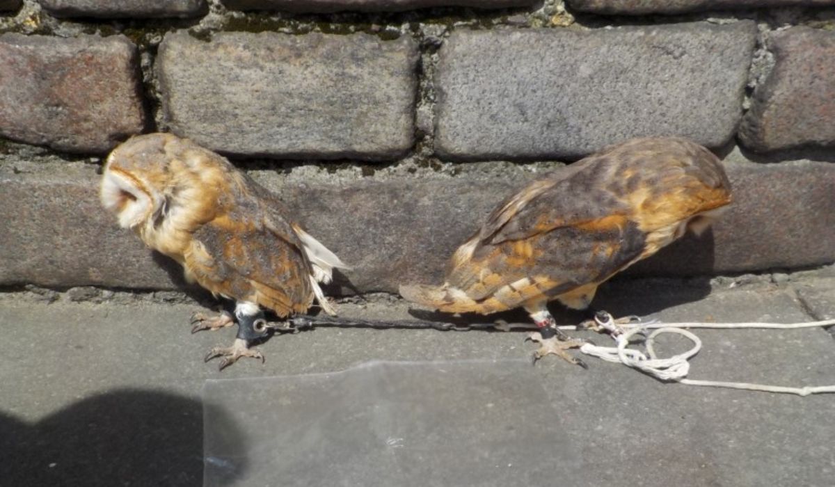 Warszawa: mężczyzna, który dręczył sowy, zarabiając na zdjęciach z nimi, został zatrzymany