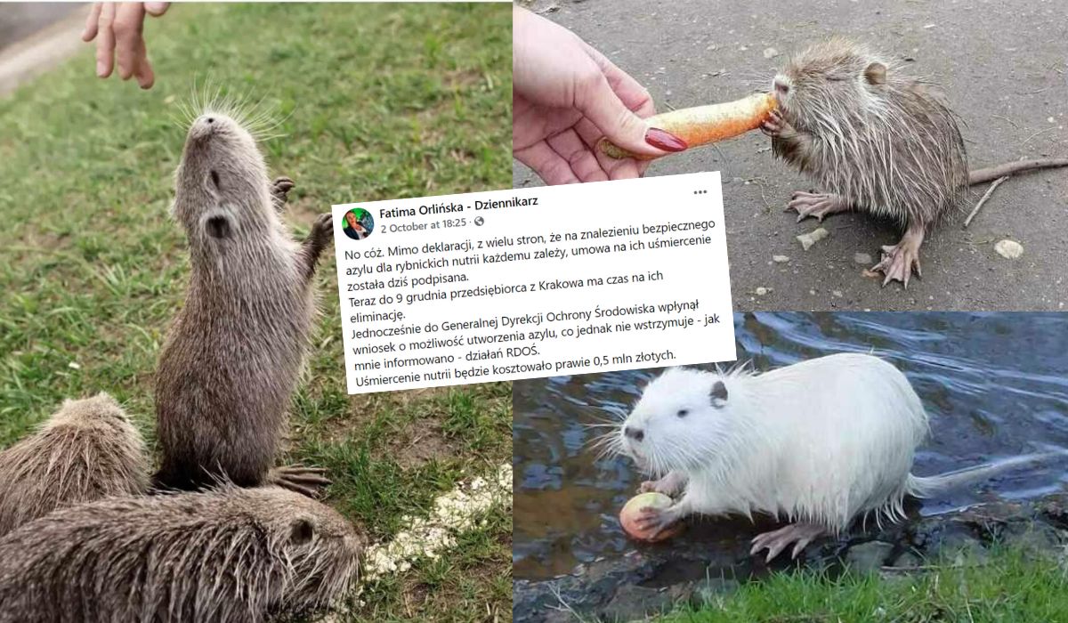 Rybnik: władze postanowiły odstrzelić nutrie, które niedawno jeszcze były pieszczochami miasta, ruszyła zbiórka na pomoc