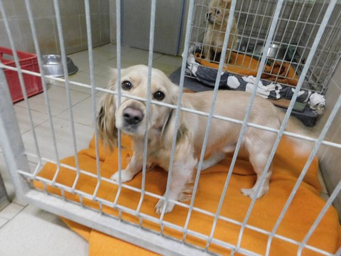 Olbrzymi spadek dla schroniska w Bielsku: 100 tysięcy dolarów