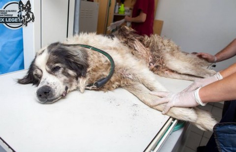 Proboszcz z parafii pod Lublinem odpowie za znęcanie się nad psem