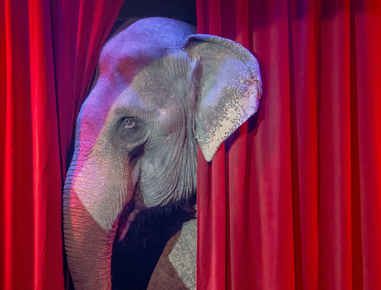 Rząd Danii wykupił cztery ostatnie słonie cyrkowe w kraju