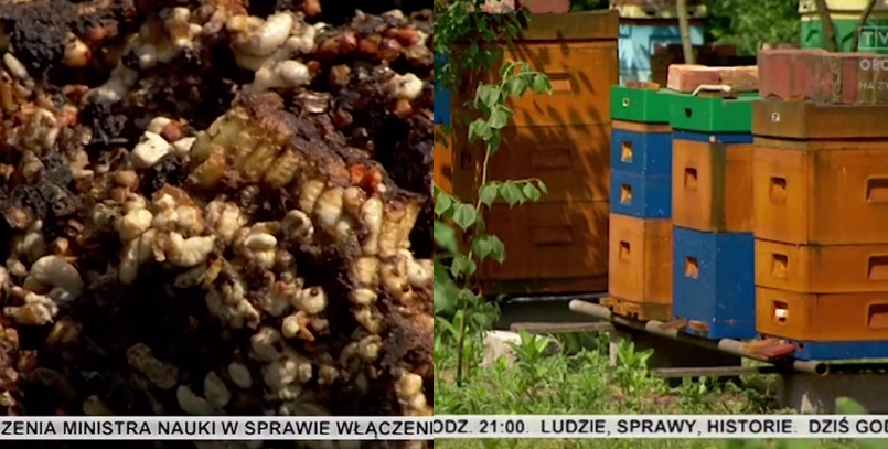 W Świerczowie ktoś otruł prawie trzy miliony pszczół