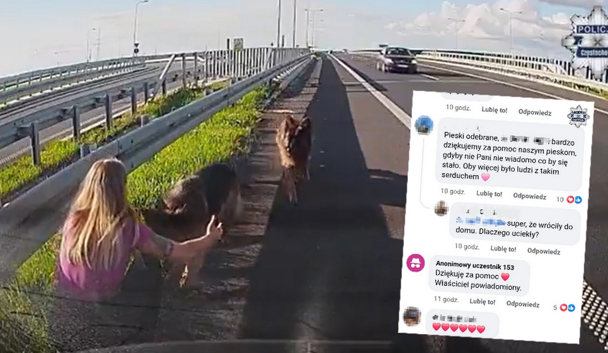 Poznań: policjantka po służbie uratowała dwa owczarki niemieckie błąkające się po ekspresówce