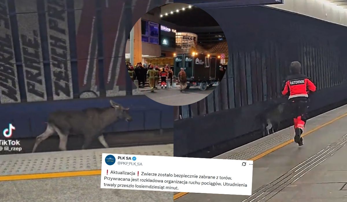 Warszawa: łoś Emil wparował sobie na tory, chwilę poleżał i sparaliżował pociągi w stolicy