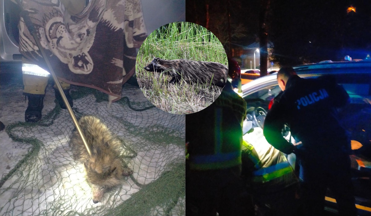 Lidzbark Warmiński: kobieta myślała, że ratuje psa, a to był zaskoczony jenot