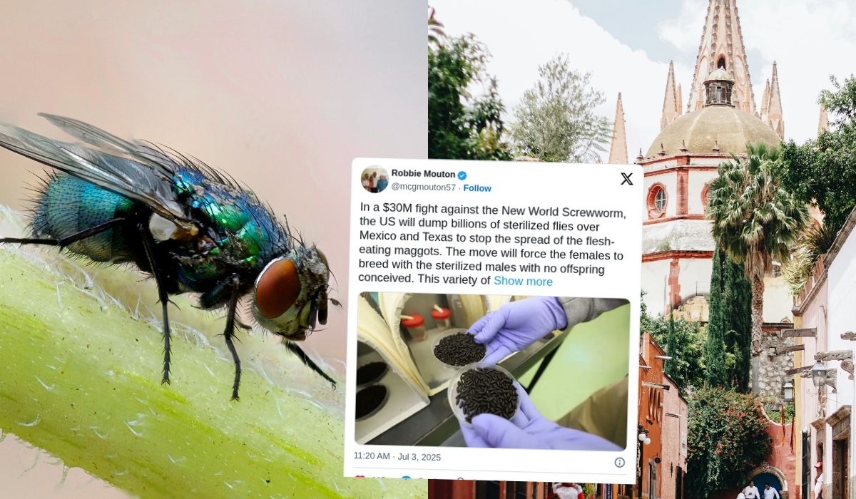 Meksyk rusza z wielkim programem sterylizacji much śrubowych, pierwszy zakład w budowie