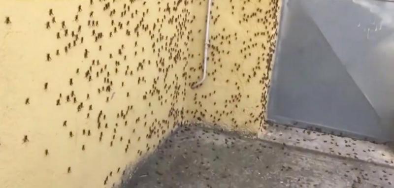 Plaga szarańczy przemieszcza się po Sardynii, prawdopodobnie wynik zmian klimatycznych