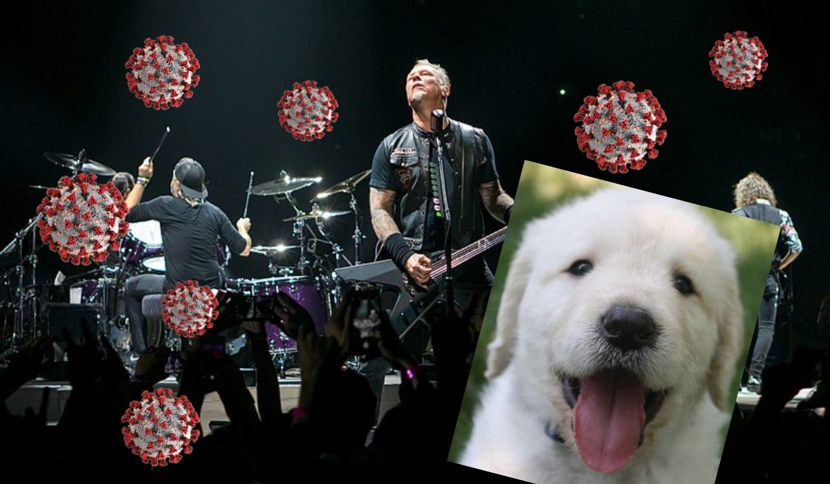 Metallica wynajęła na koncerty 12 psów, mają szukać fanów zakażonych koronawirusem