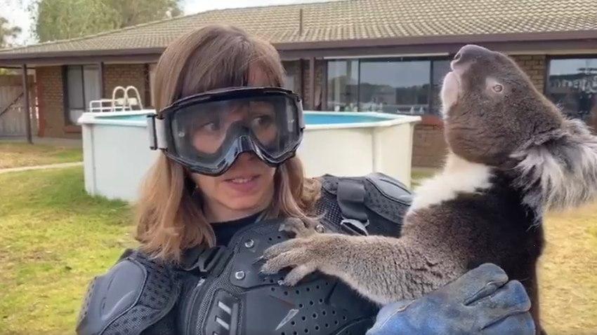 Szkocka reporterka dała się nabrać i założyła strój ochronny przeciwko "drapieżnym koalom"