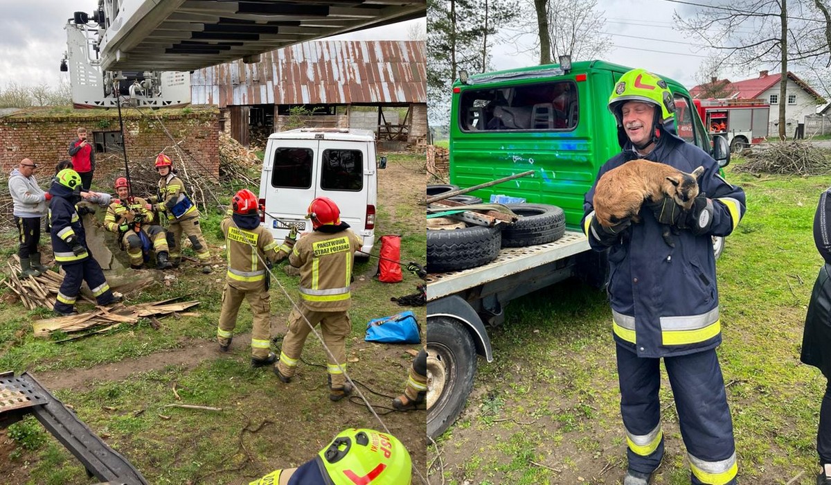 Dziewki: koziołek wpadł do studni, ale strażakom udało się go z niej wydostać