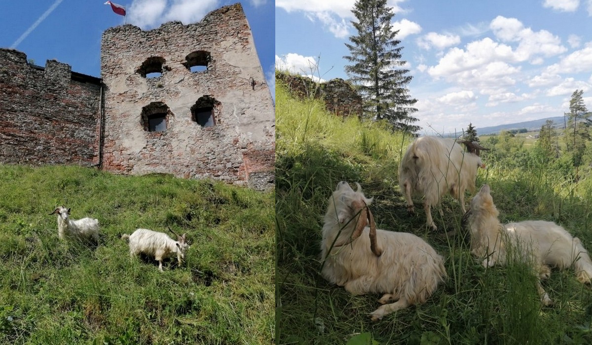 Pieniński Park Narodowy odpuścił wycinanie leszczyny i po prostu zainwestował w kozy