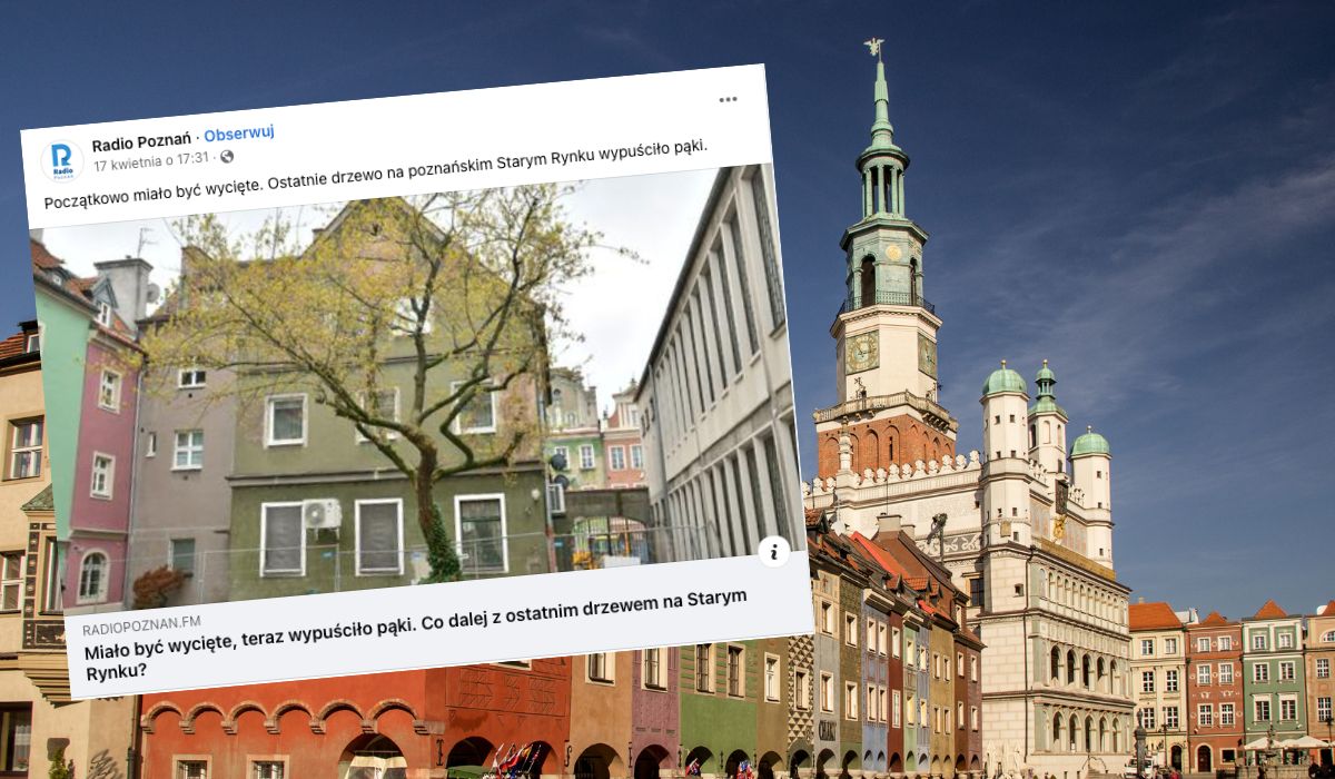 Poznań: ostatnie drzewo na starym rynku zakwitło i dzięki mieszkańcom nie będzie wycinki