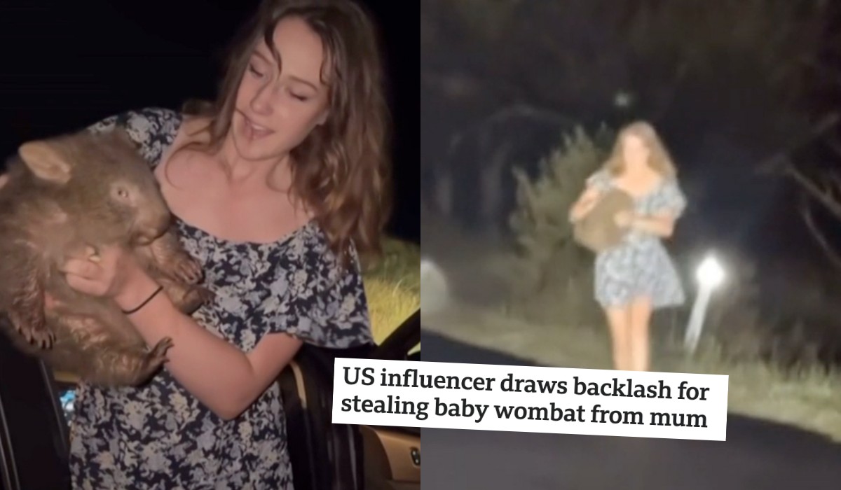 Australia: influencerka ukradła małego wombata, zrobiła się afera z udziałem premiera