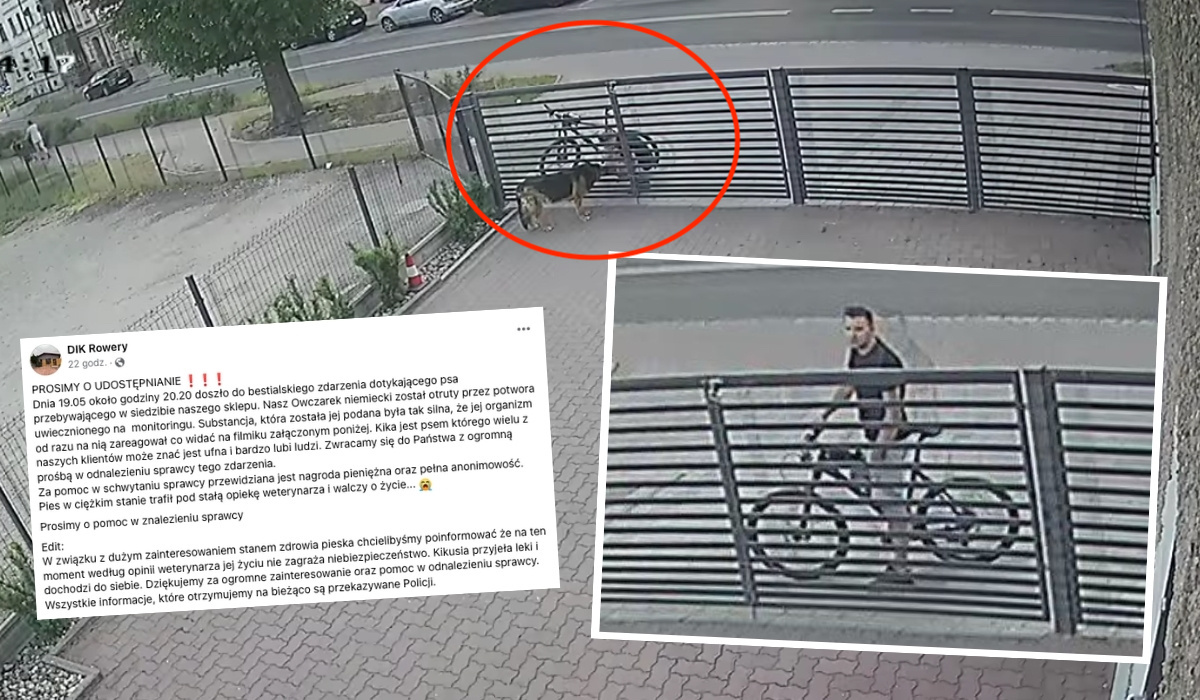 Legnica: ktoś podjechał pod ogrodzenie sklepu, podał psu truciznę i odjechał, teraz szuka go policja