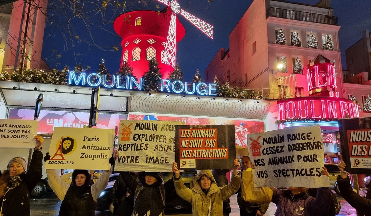 Kabaret Moulin Rouge rezygnuje z węży, decyzja zapadła po protestach aktywistów