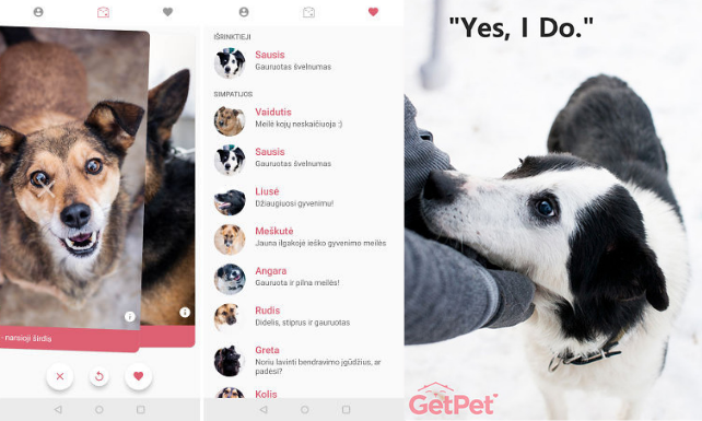 Aplikacja inspirowana Tinderem pomaga psom w schroniskach znaleźć nowy dom