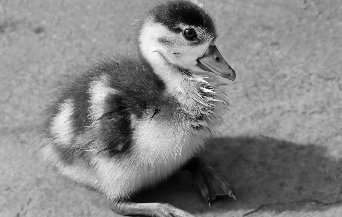 Ptasia grypa wykryta w powiecie kaliskim: wybito ponad 400 000 sztuk drobiu