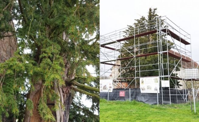 Najstarsze drzewo w Polsce, obumierający cis Henryk, wypuścił zielone pędy i igły