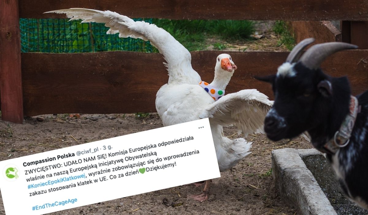Komisja Europejska wprowadzi zakaz hodowli klatkowej na terenie UE do końca 2027 roku