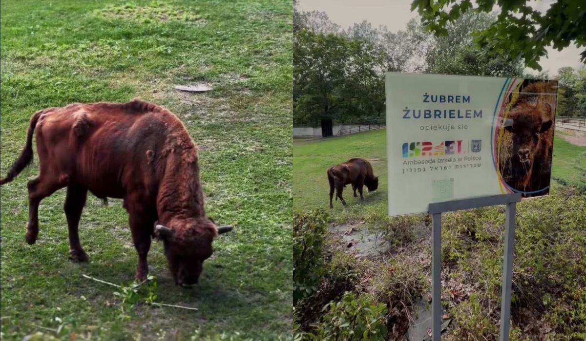 Ambasada Izraela zaopiekowała się żubrem w ZOO i nazwała go Żubriel
