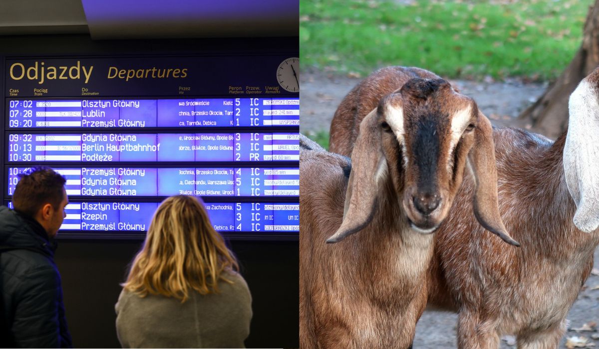 PKP wścieka się na nieostrożnych rolników, obwinia za opóźnienia i zapowiada pozwy