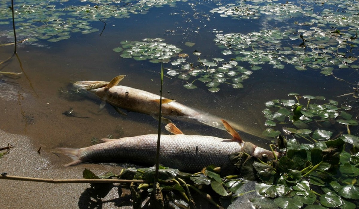 Powraca temat śniętych ryb w polskich rzekach, tym razem w Wildze