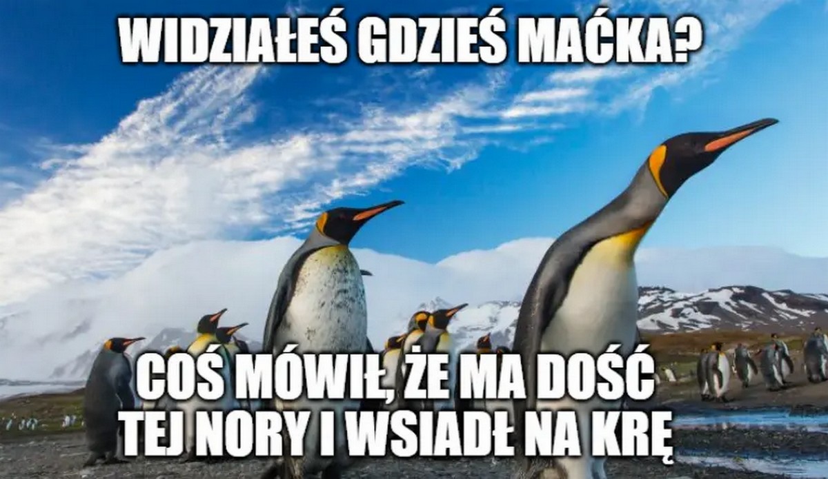 Do wybrzeży Australii dotarł pingwin z Antarktydy, sprawiał wrażenie zagubionego
