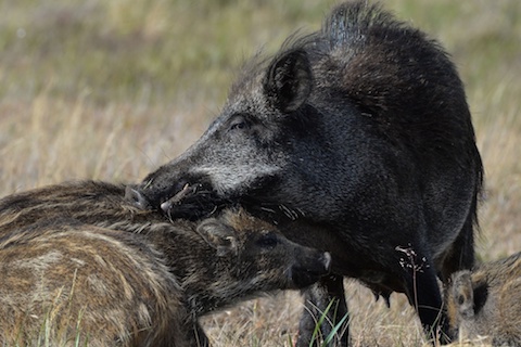Myśliwi przeciwko rzezi dzików. Może ich zginąć ponad 200 tysięcy