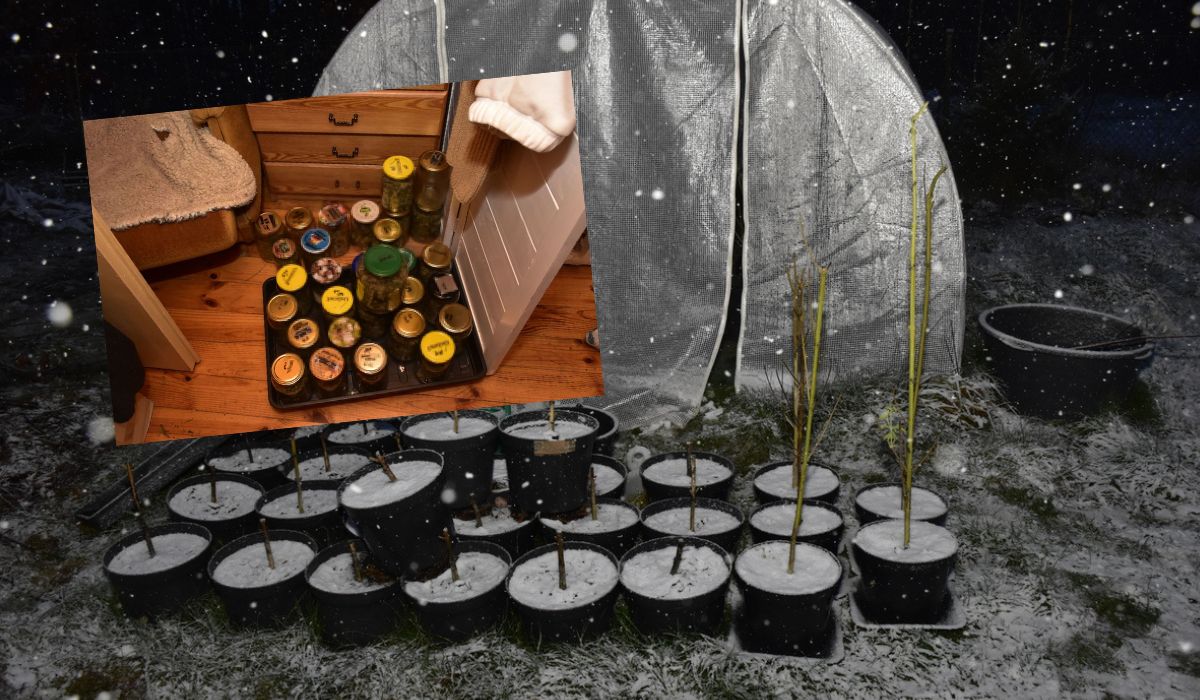 Kartuzy: policja zatrzymała hultaja, który zamiast ogórków wekował marihuanę