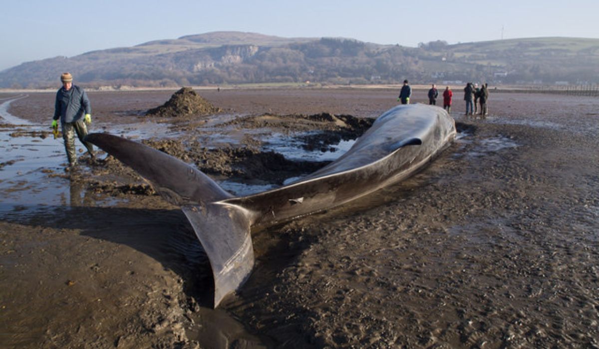 Islandia zawiesza polowania na wieloryby, być może skończą się na zawsze