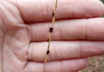 Nadleśnictwo Celestynów: uwaga, kleszcze już się wybudziły przez lekką zimę i wczesną wiosnę