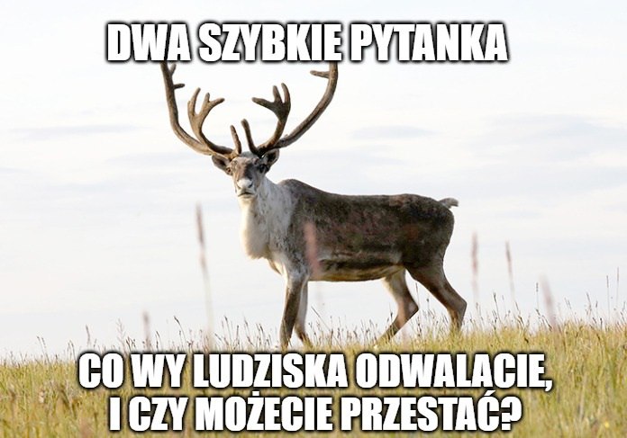 Renifery tundrowe na granicy wymarcia: efekt zmian klimatu i kłusownictwa