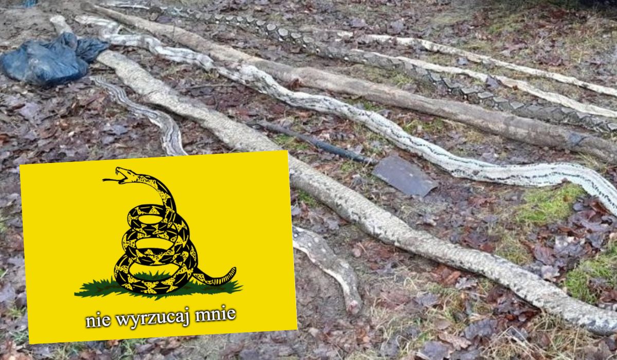 Tarnowo Podgórne: ktoś wyrzucił martwe węże w lesie, policja szuka sprawcy