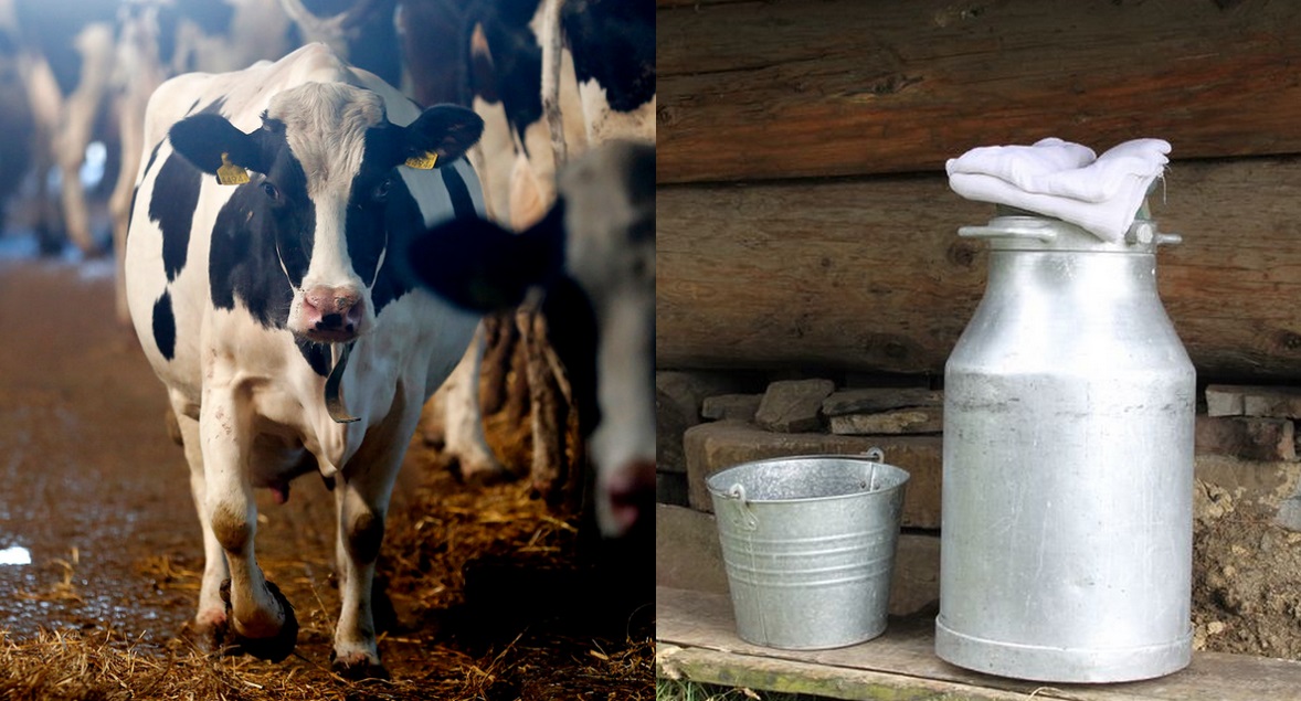 Organizacje mleczarskie bardzo chcą zaklepania słowa mleka tylko dla "wydzieliny z wymion"