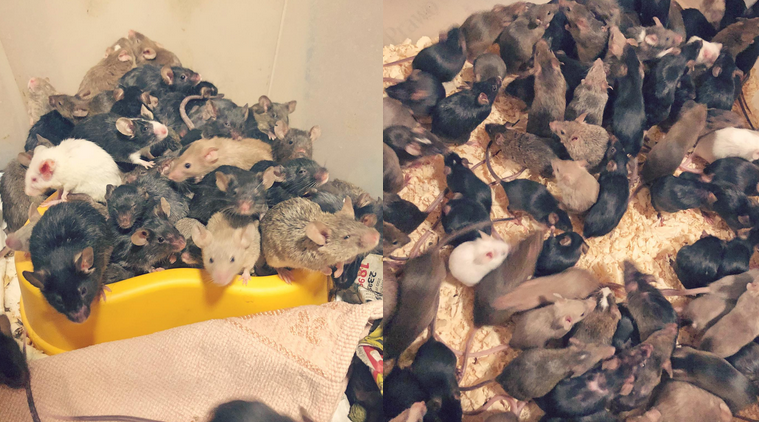 We Wrocławiu ktoś się bawił w króla Popiela i hodował ponad 1000 myszy w mieszkaniu