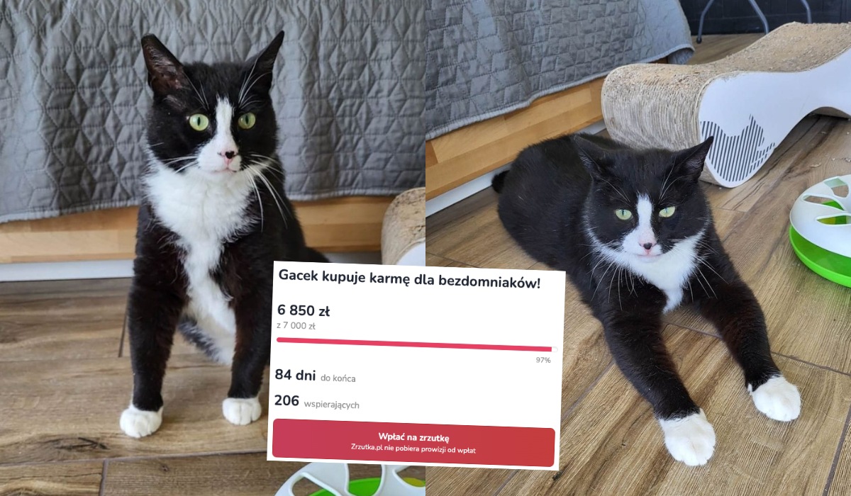 Atrakcja Szczecina, Gacek, znalazł nowy dom i promuje zbiórkę na zakup karmy dla bezdomnych kotów