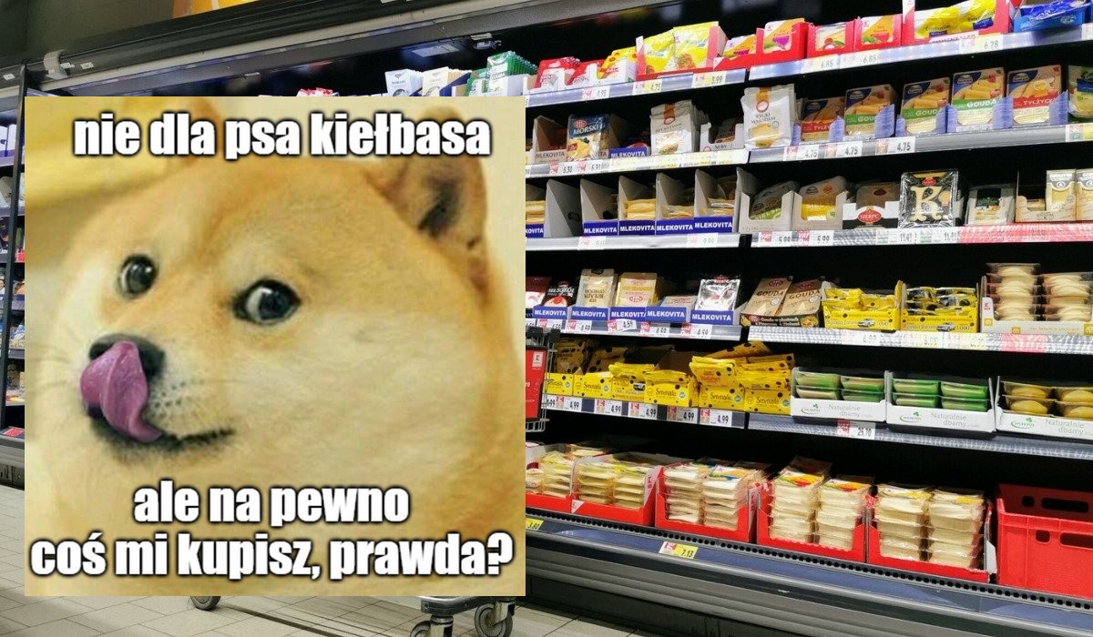 Trzymanie zwierzaka jest coraz droższe: w listopadzie wzrosły ceny karmy i innych produktów, szczególnie tłuszczowych