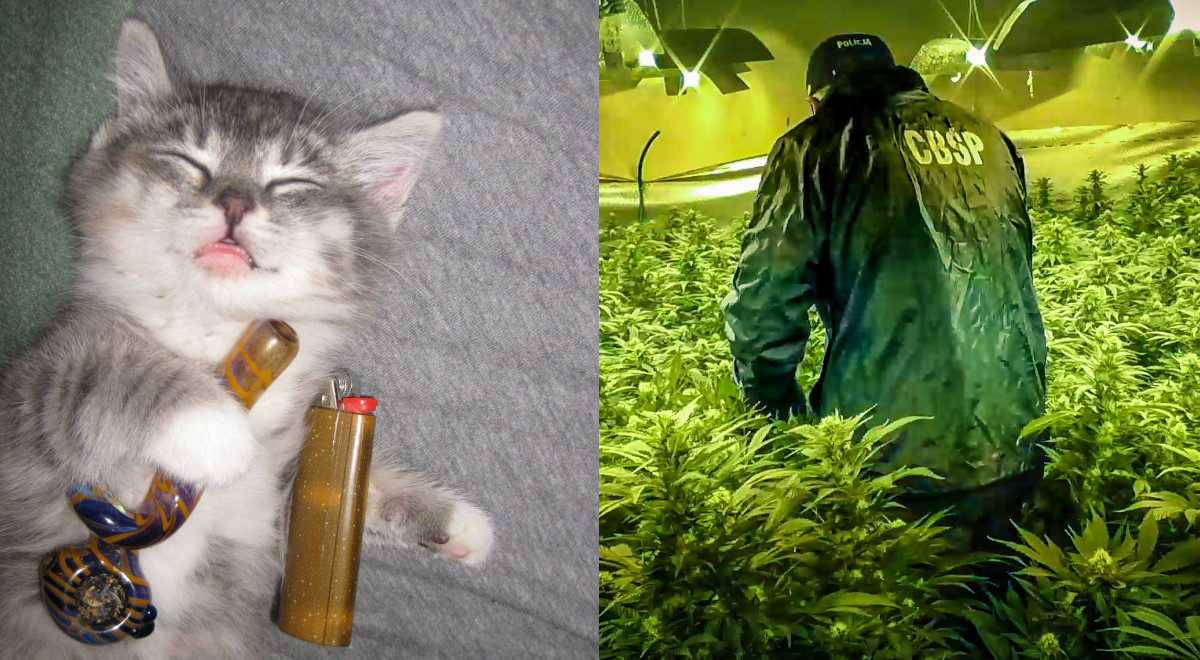 Policja złapała gang wesołych Wietnamczyków-ogrodników, którzy pod Warszawą ogarniali dwie plantacje zioła