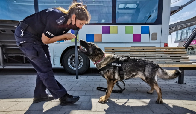 Szykuje się zmiana w prawie, która zapewni psom i koniom policyjnym emeryturkę i opiekę na starość