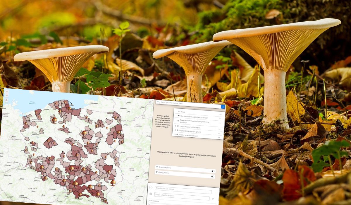 Studenci z UMCS zrobili apkę o grzybach i to taką mocno dopieszczoną