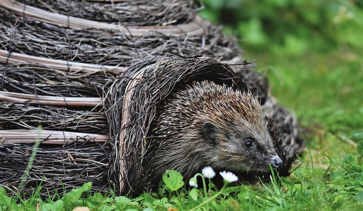 Lublin ruszył z konkursem, rozda 20 domków dla jeży za figurki tych zwierzątek