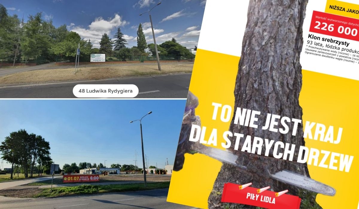 "Zielony Toruń" alarmuje: Lidl wyciął drzewa, żeby nie zasłaniały sklepu