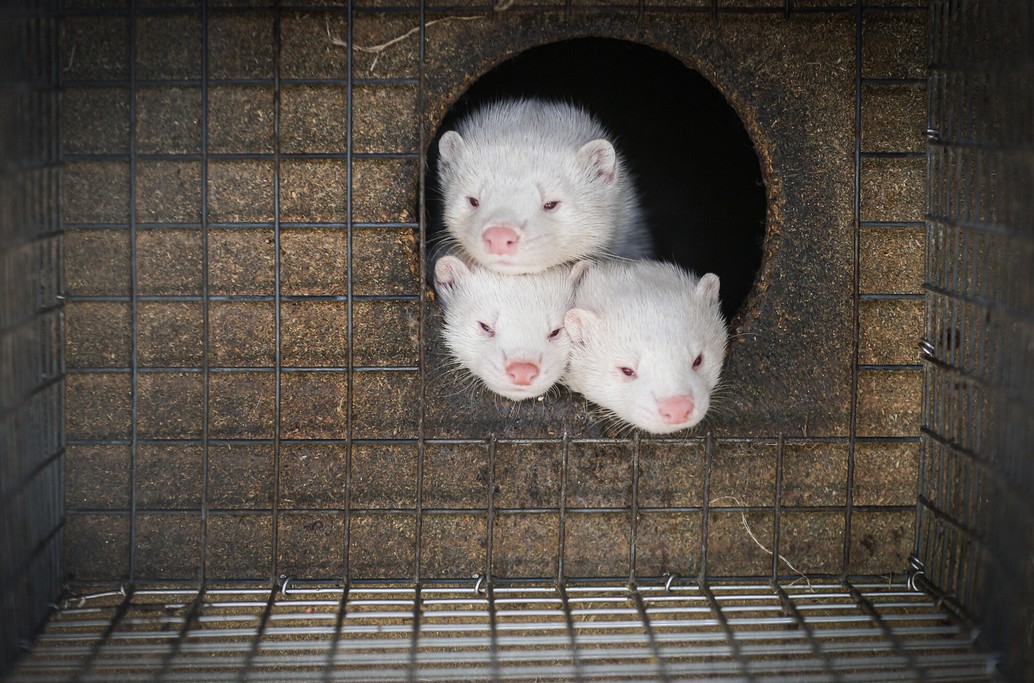 Izrael jako pierwszy kraj na świecie zapowiada zakaz handlu futrami
