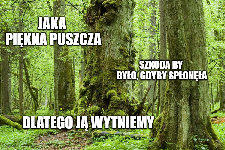 Ministerstwo Środowiska chce wyciąć 2,5 mln drzew, żeby się przypadkiem nie spaliły