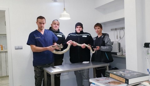 Pyton tygrysi odnaleziony między Sulejowem a Piotrkowem Trybunalskim