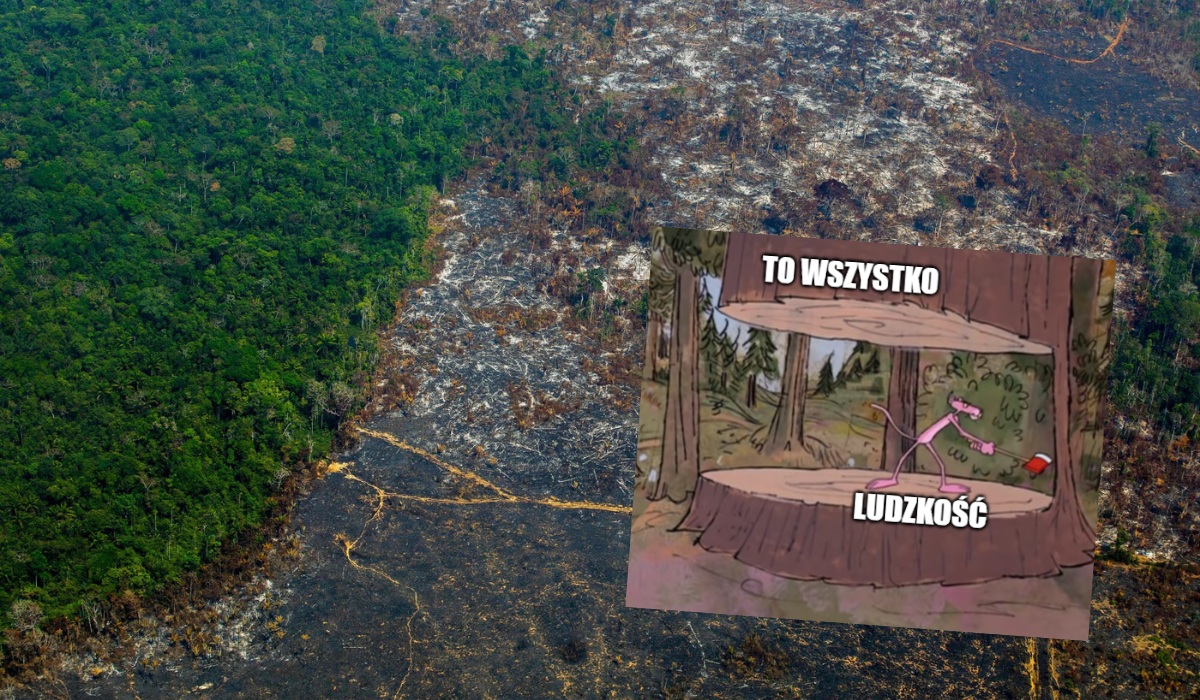 Podliczono wylesianie Amazonii: przez 40 lat wycięto obszar, na którym zmieściłyby się prawie trzy Polski