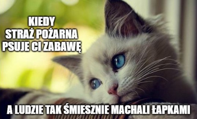 Złośliwy kitku zatrzasnął dwóch mężczyzn na balkonie na jednym z bielskich osiedli