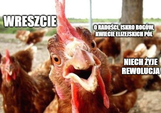 Biedronka wycofa jaja z chowu klatkowego do końca 2025 roku 