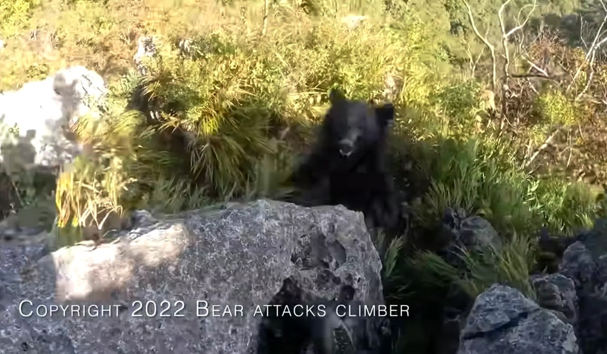 Japonia: turysta podczas wspinaczki nagle stanął twarzą w pysk z niedźwiedziem i ledwo przeżył